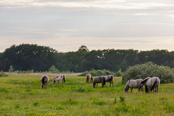 190609 Zomer in Lentevreugd